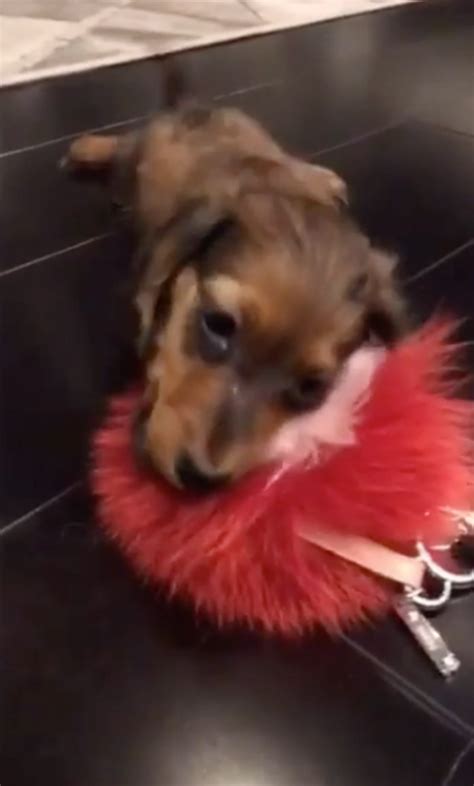 kylie jenner fendi keychain price|Kylie Jenner’s New Puppy Chews Her $400 Fendi Keychain.